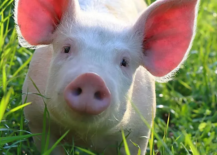 Castello Di 农家乐 *