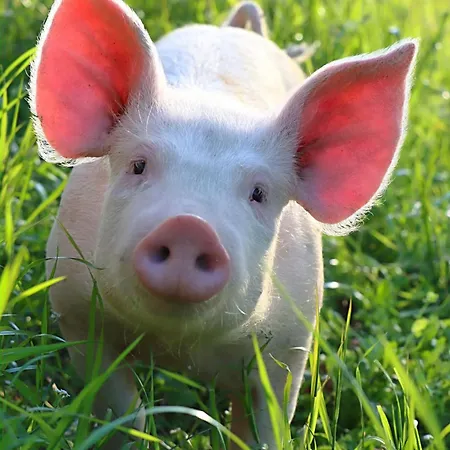 Castello Di Alloggio per agriturismo *