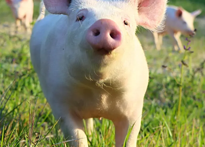 Κατάλυμα σε φάρμα Castello Di